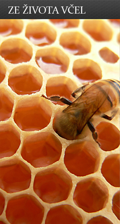 Ze života včel